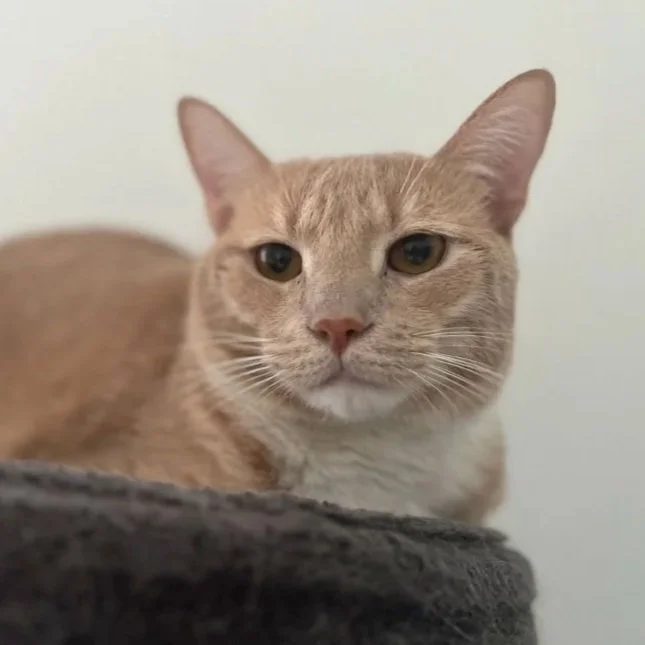 Cat Sitter (Copy)