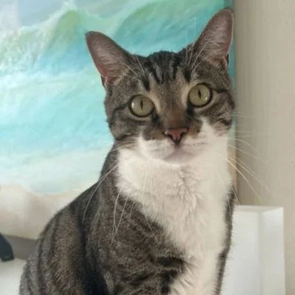cat9.jpg