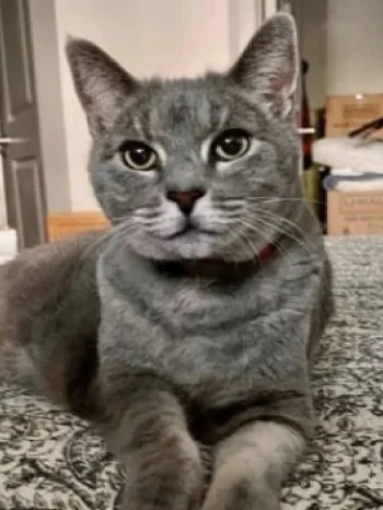Pet Sitting Near Me (Copy)