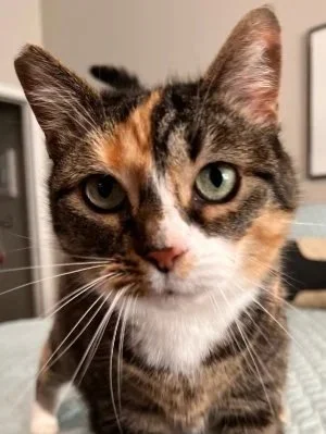 CAT-SITTER-LAKEWOOD-RANCH-FLORIDA (Copy)