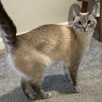 CAT-SITTING-LAKEWOOD-RANCH-FLORIDA (Copy)