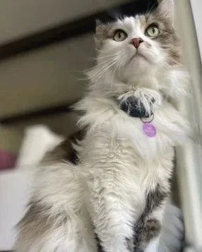 CAT-SITTER-NEAR-ME  (Copy)