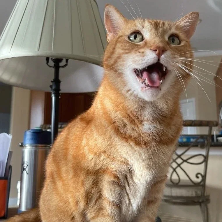 Cat Sitting Lakewood Ranch, Florida (Copy)