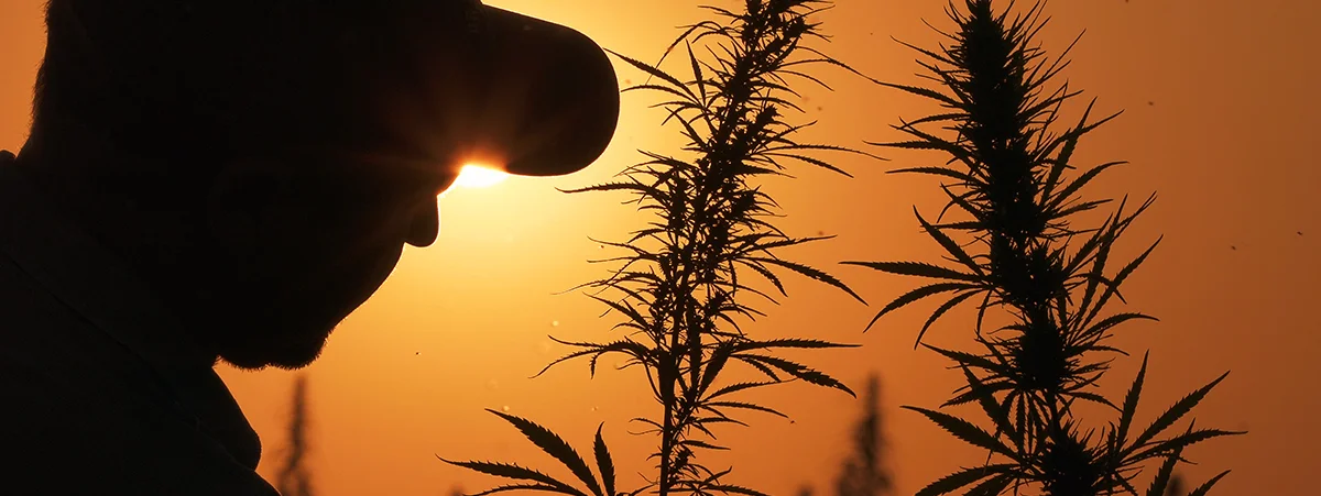 cultivating hemp.jpg