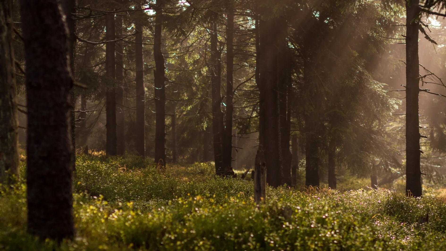 From the Forest