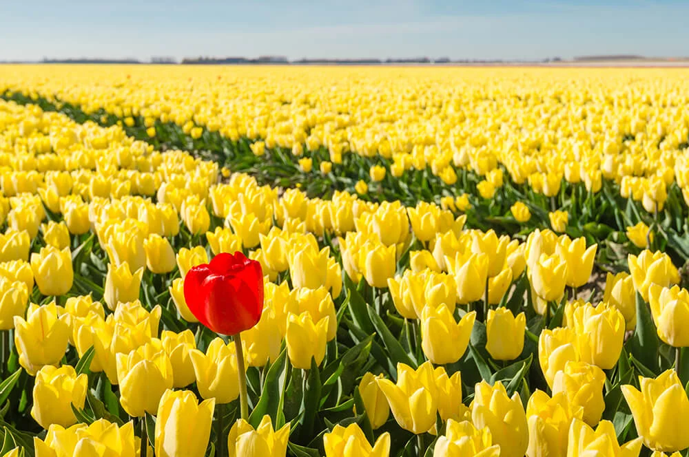 stand out from the crowd.jpg