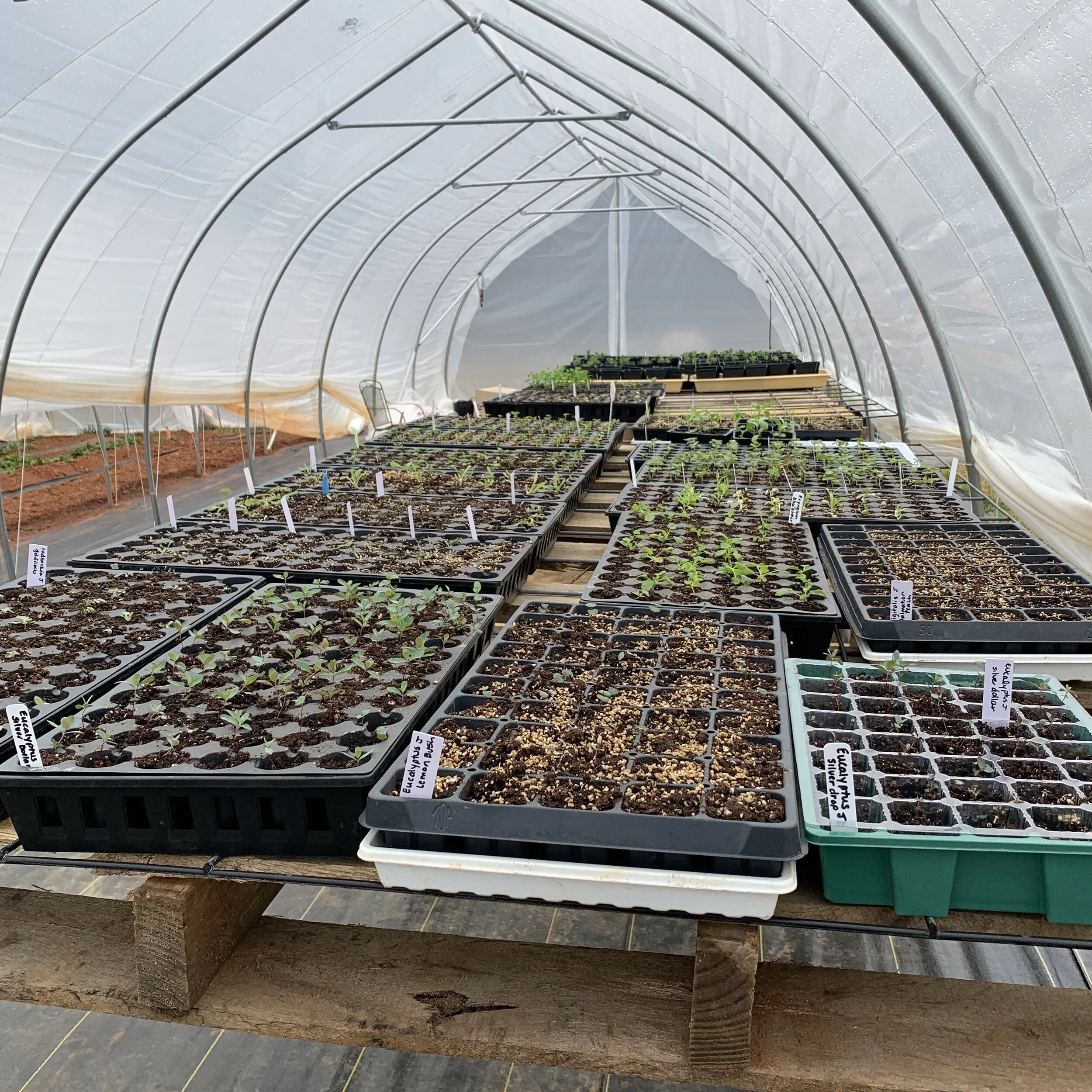 Seed Starting in Full Swing