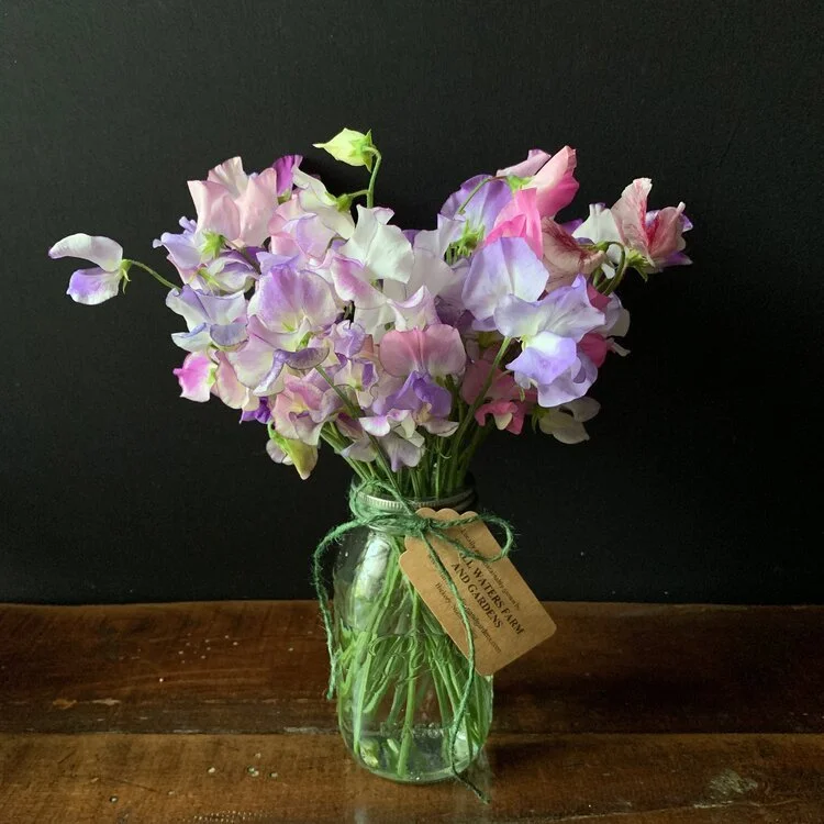 Sweet Pea Sensation