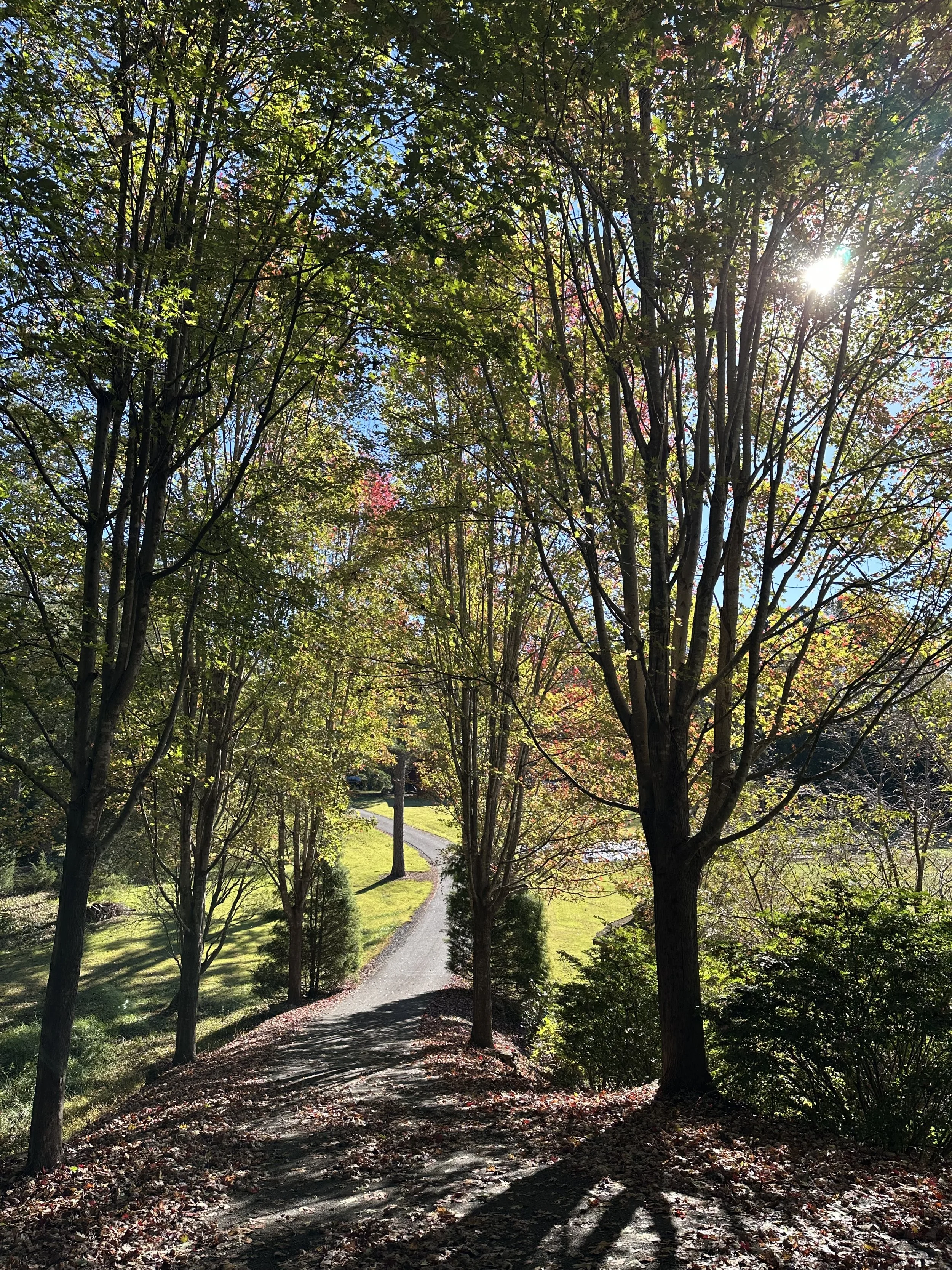 Cooler Weather and Changing Leaves