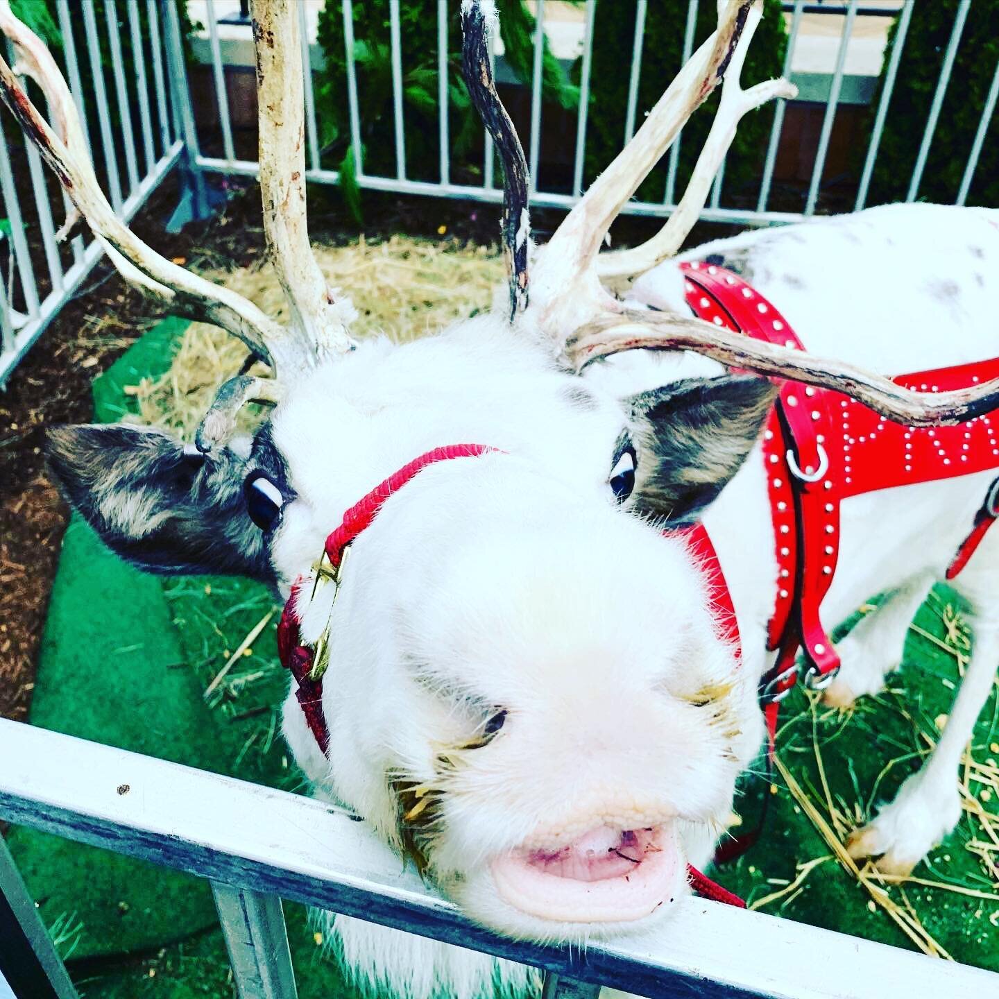 Guys! Guess what!?! Prancer made a visit to the @ritzcarltonstlouis this weekend! 

What&rsquo;s been your favorite holiday surprise this year?