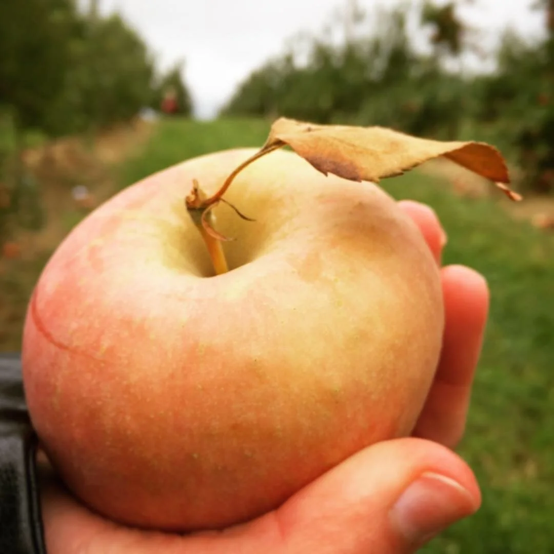 Fall brings the joy of Apple &amp; Pumpkin picking at our local farms! Head to the blog for a list of fall activities!