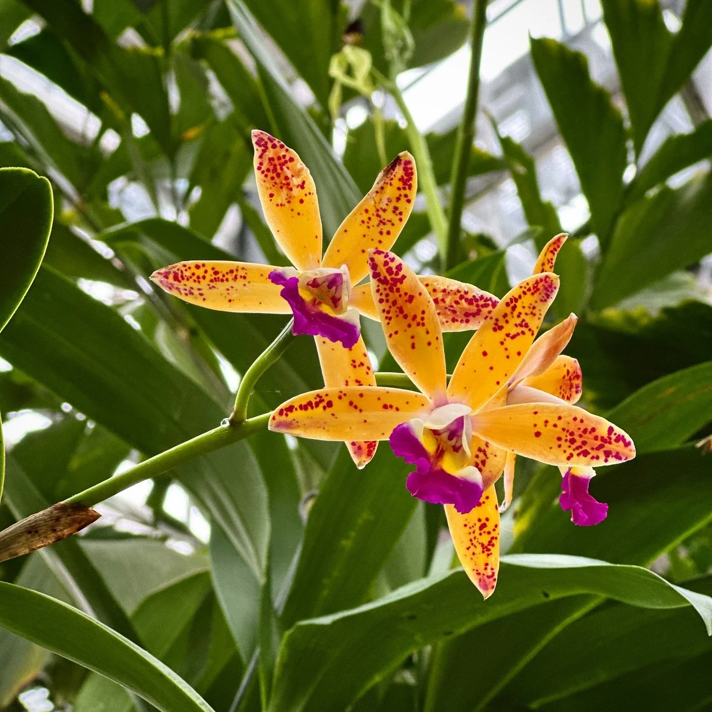 The Orchid Show at @mobotgarden helps to cut through winter blues and we have more flowers in our future with Art in Bloom at @stlartmuseum this weekend!