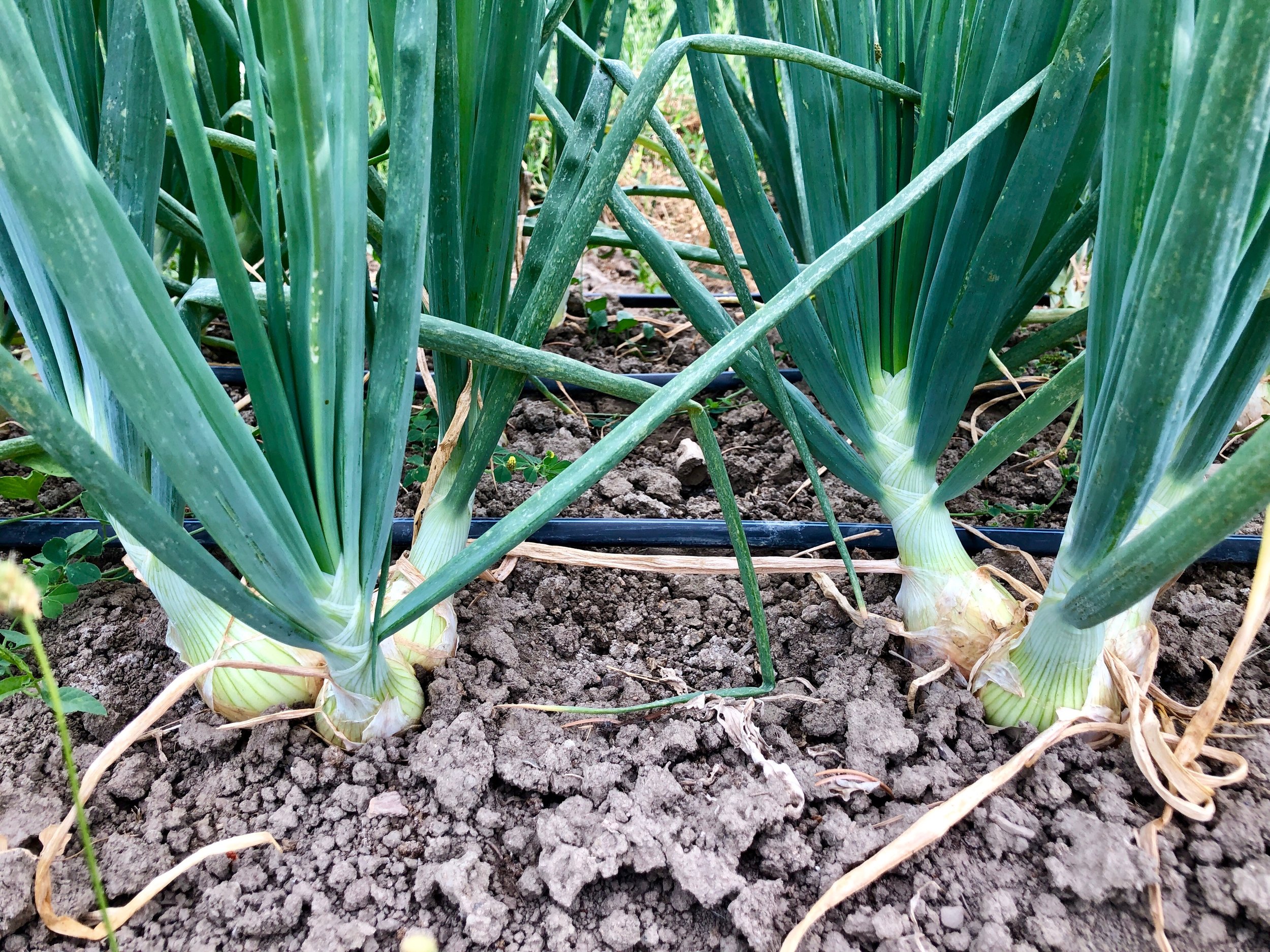 Onions are starting to bulb up nicely!