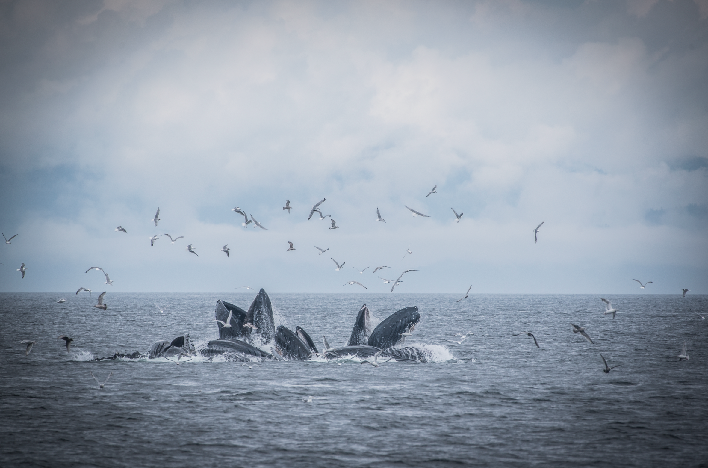  Private yacht charters and cruises exploring Alaska’s amazing Inside Passage. 