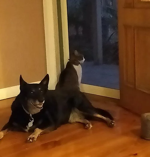 Nikki the dog and her friend Stripey the cat
