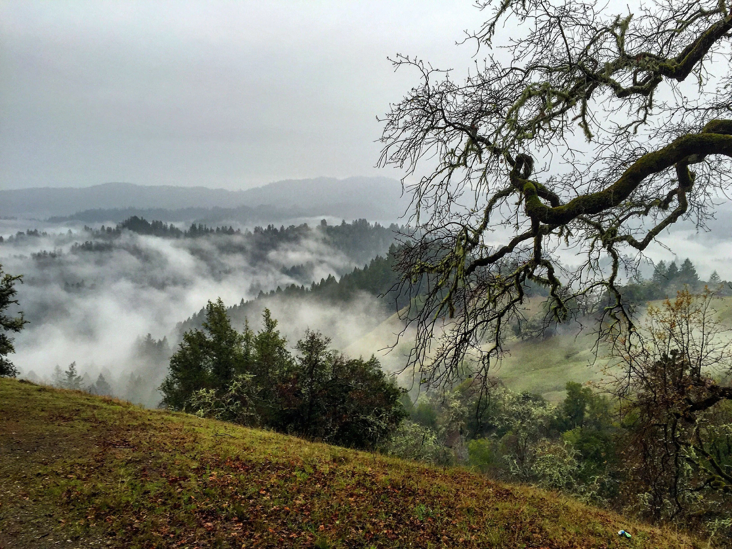 Sonoma County Forest Conservation Working Group Brown Bag Series - 3/21/2019 