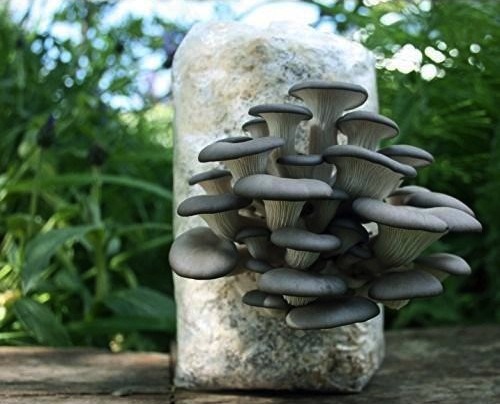 fresh-oyster-mushroom-500x500.jpg