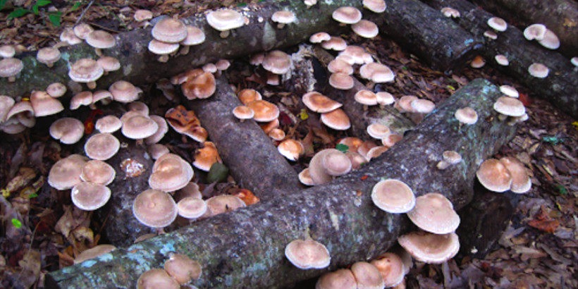 mushroom-log-banner-panorama.jpg