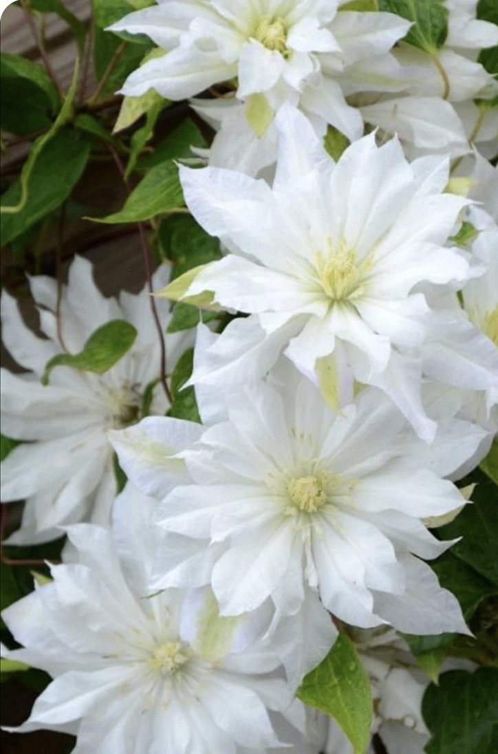 Clematis Vine white San Francisco Wedding florist.png