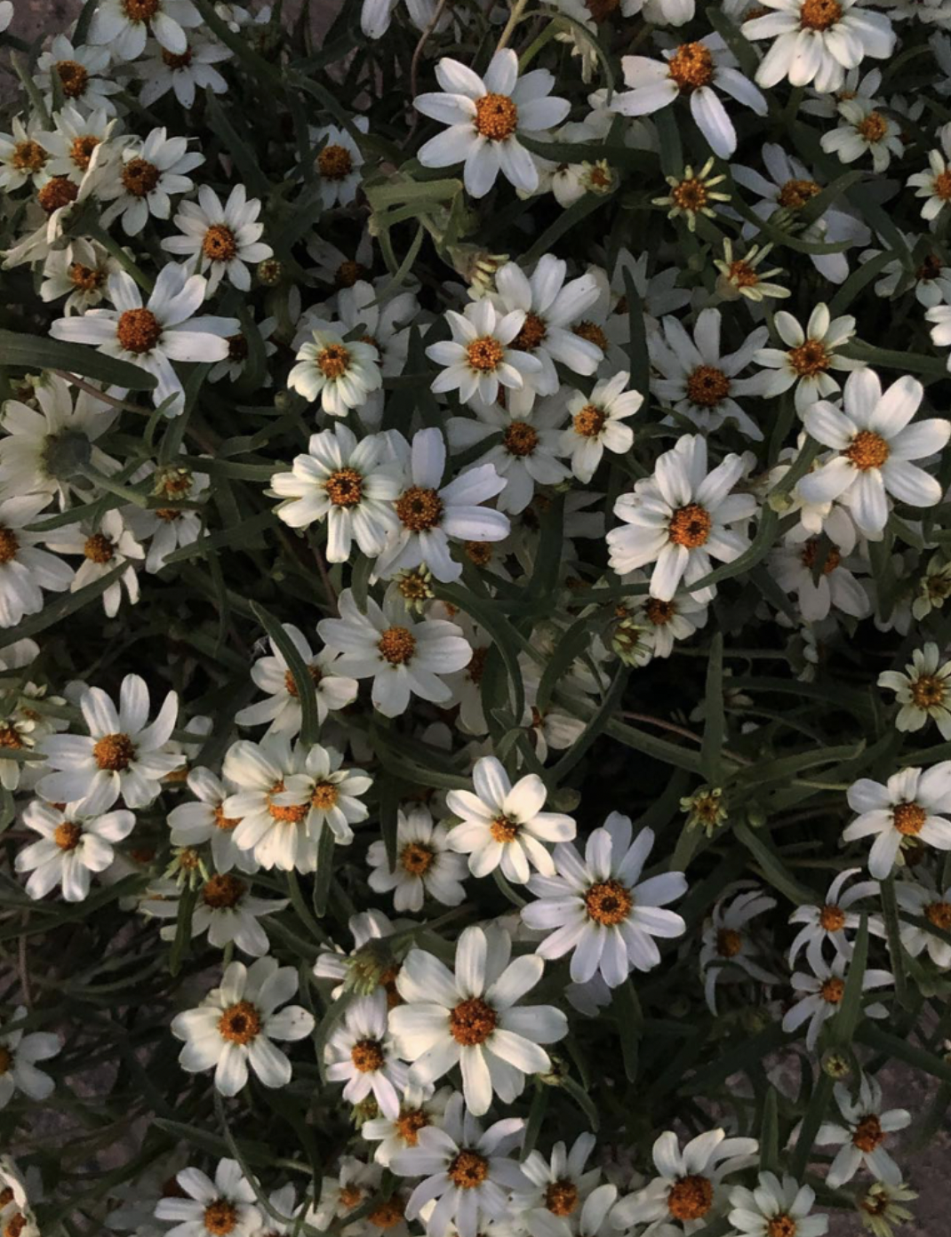 Sustainability in Floral Design: 15 Conscious Practices I Use in My San Francisco Studio (&amp; what needs improvement)