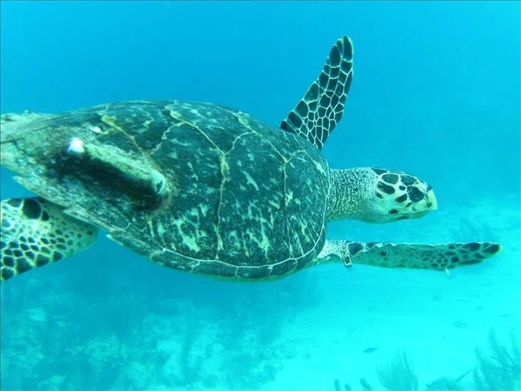 seaturtle.jpeg