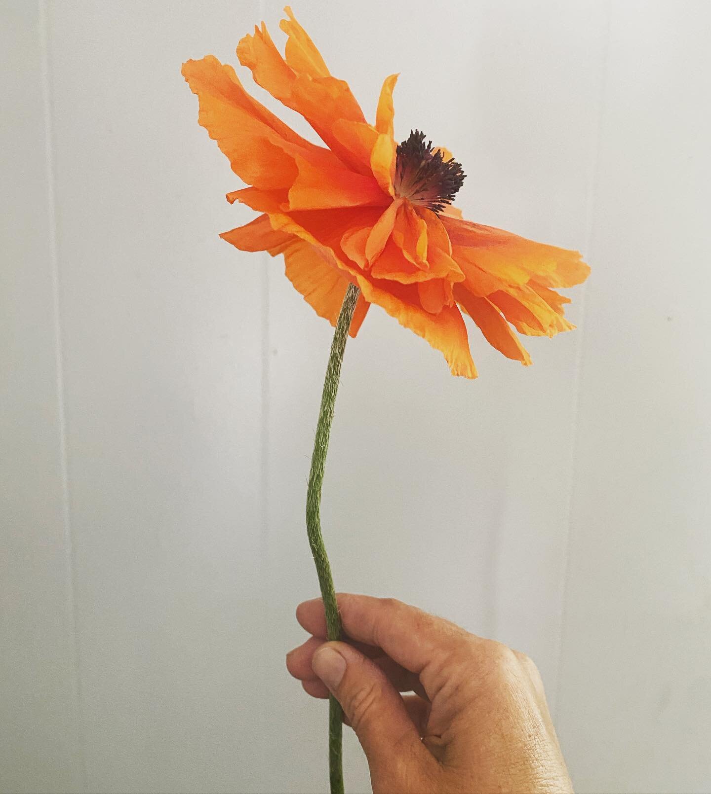 It&rsquo;s poppy season, and this wild, tangerine color makes me crazy happy. This is my first year of success with poppies, and I can&rsquo;t wait to share them with you all as more open up their papery petals.