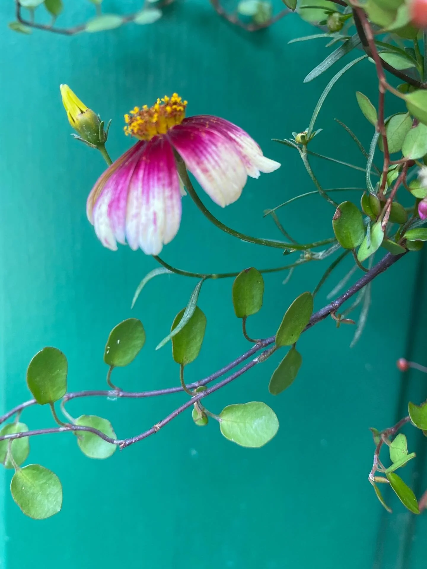 Feeling springs arrival around the corner and can&rsquo;t wait for these homegrown beauties again, and sweet little bundles for my kitchen table.