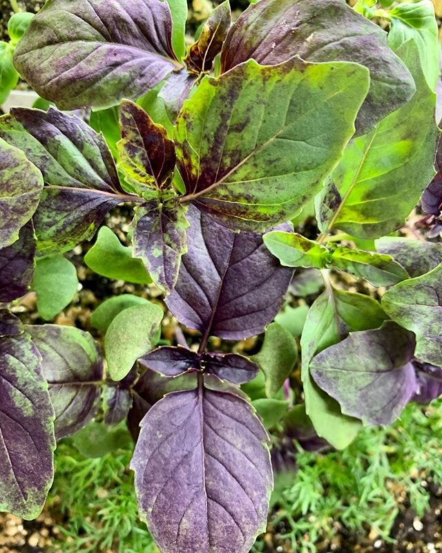 Get your hands into some soil! Today is the last day we&rsquo;ll be taking preorders for our Plant Shares so don&rsquo;t forget to get your order in if you&rsquo;ve been thinking about starting a garden this year. We&rsquo;re offering seedlings for f