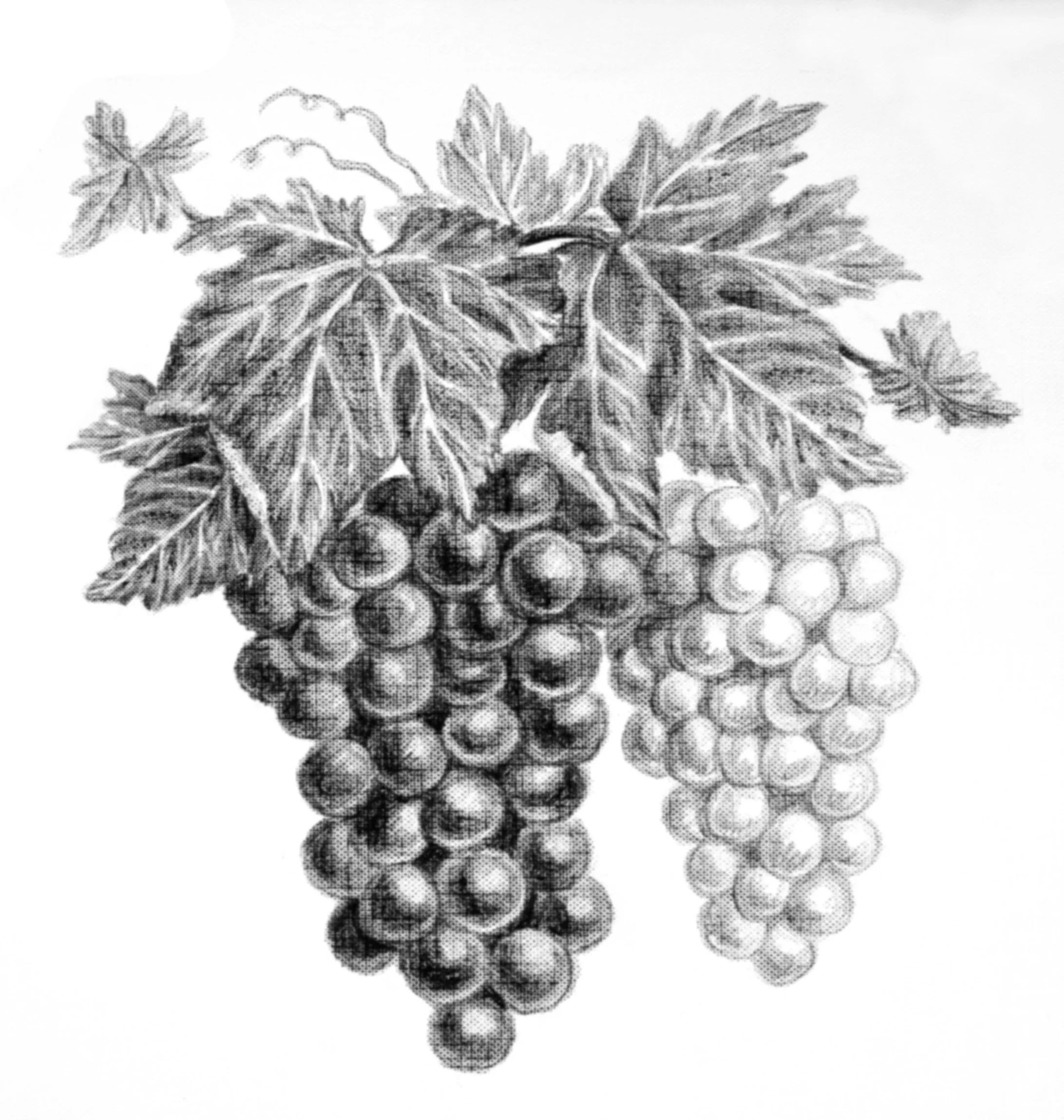 Grape Bunches crayon drawing