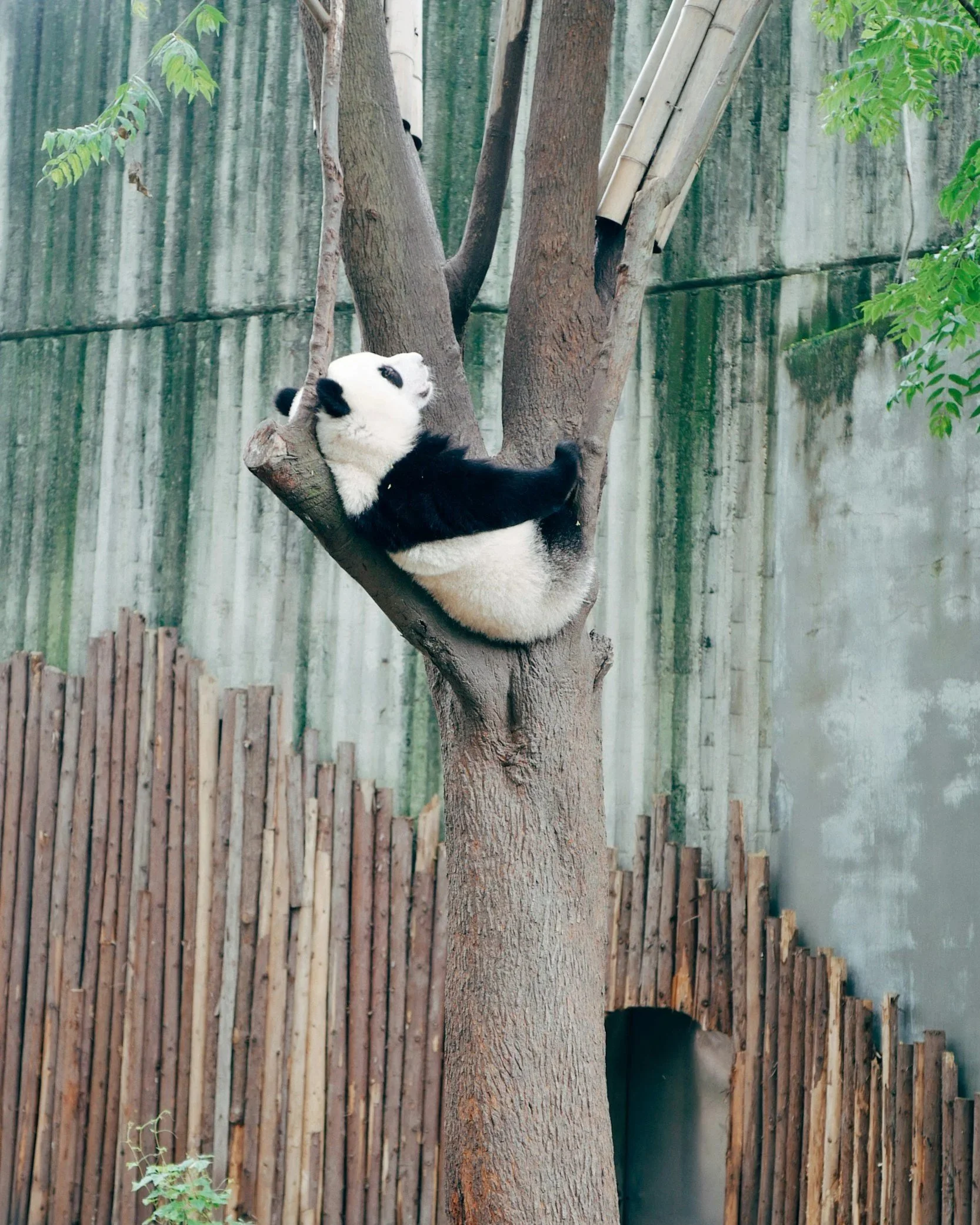 Crouching Tiger, Hidden Panda