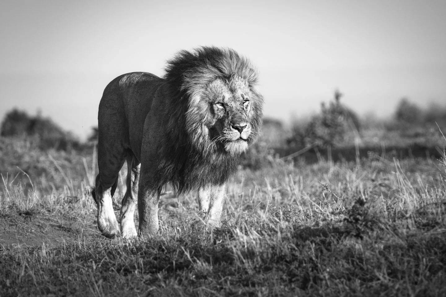 AF-C (AI Servo) is best for tracking a moving subject like wildlife