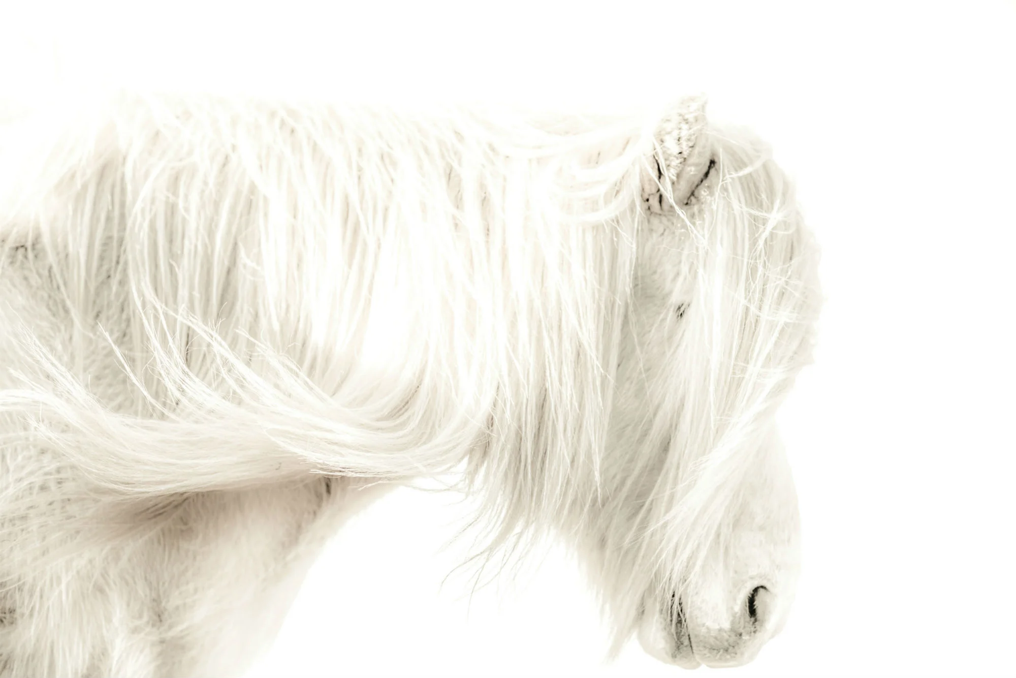 Horses of Iceland