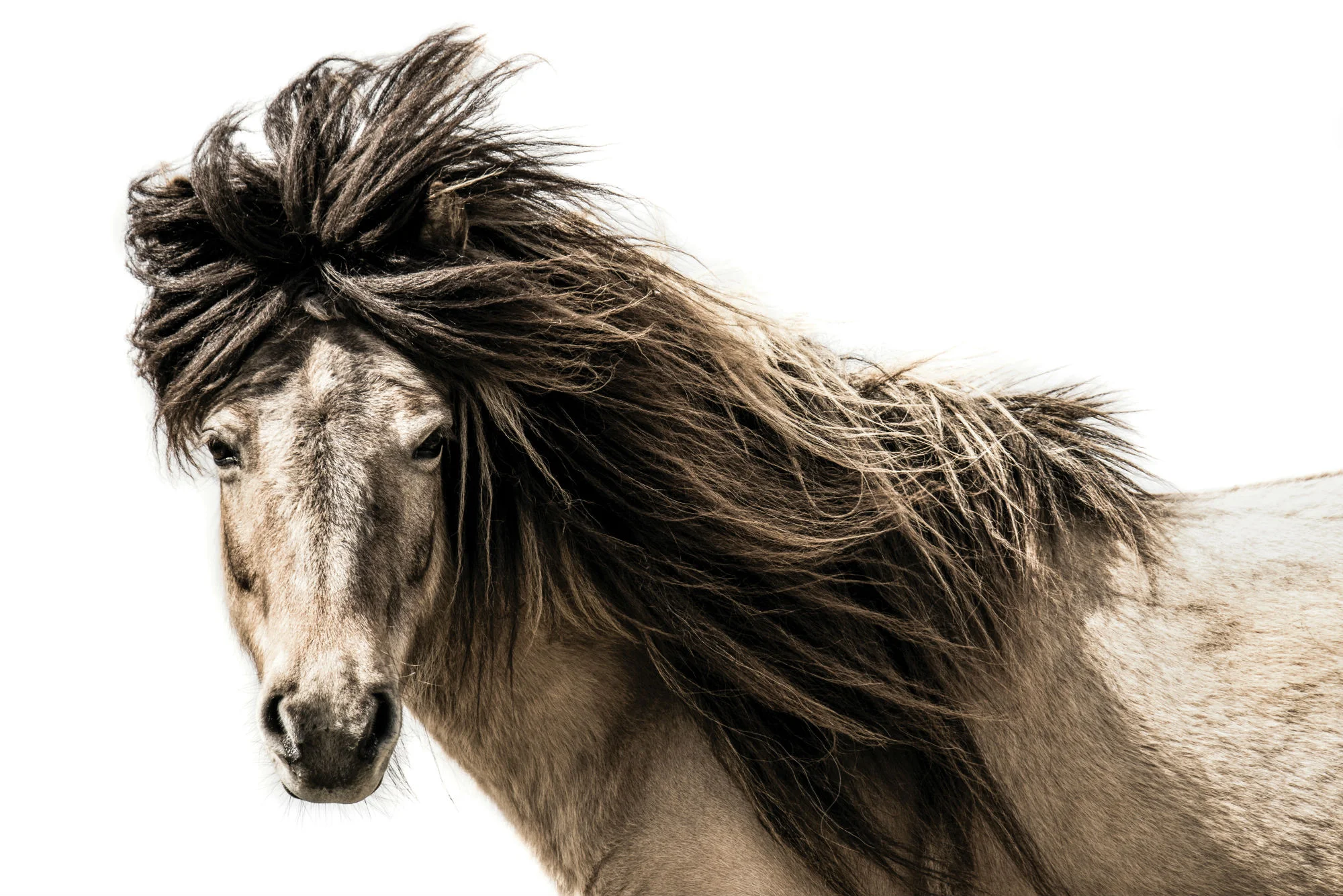 Lion_24X36_2000x1334.jpg