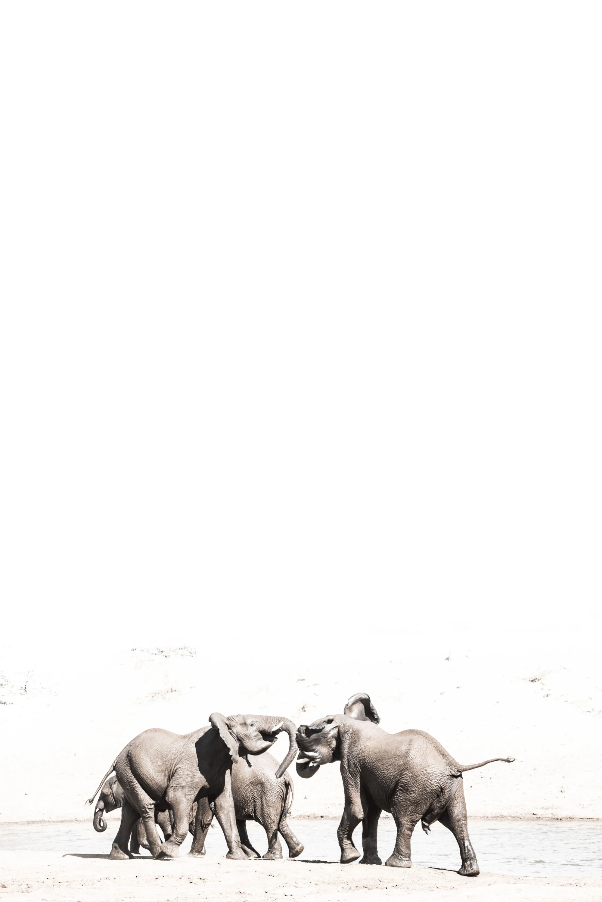 Elephant-X_2000x2996.jpg