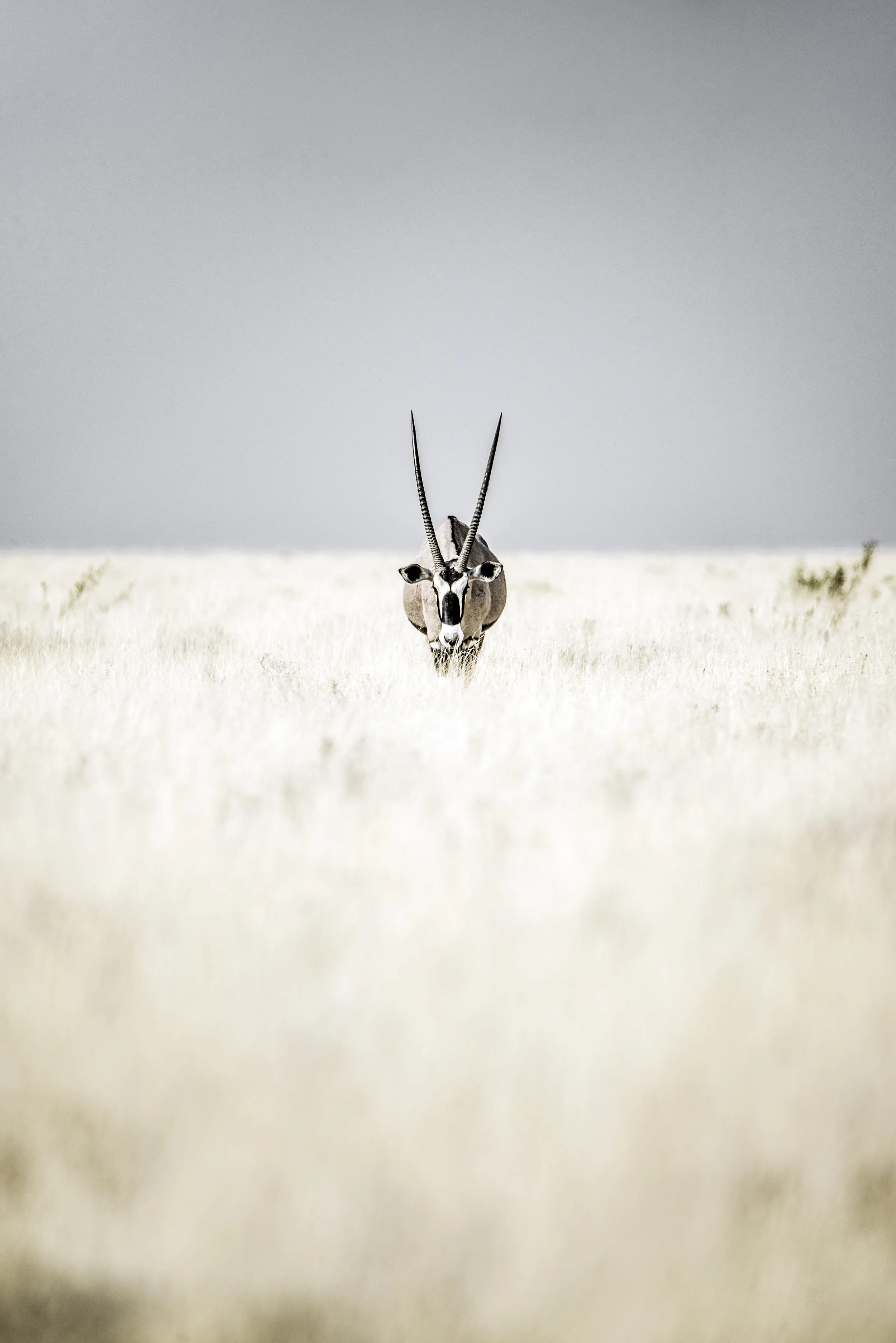Etosha.jpg