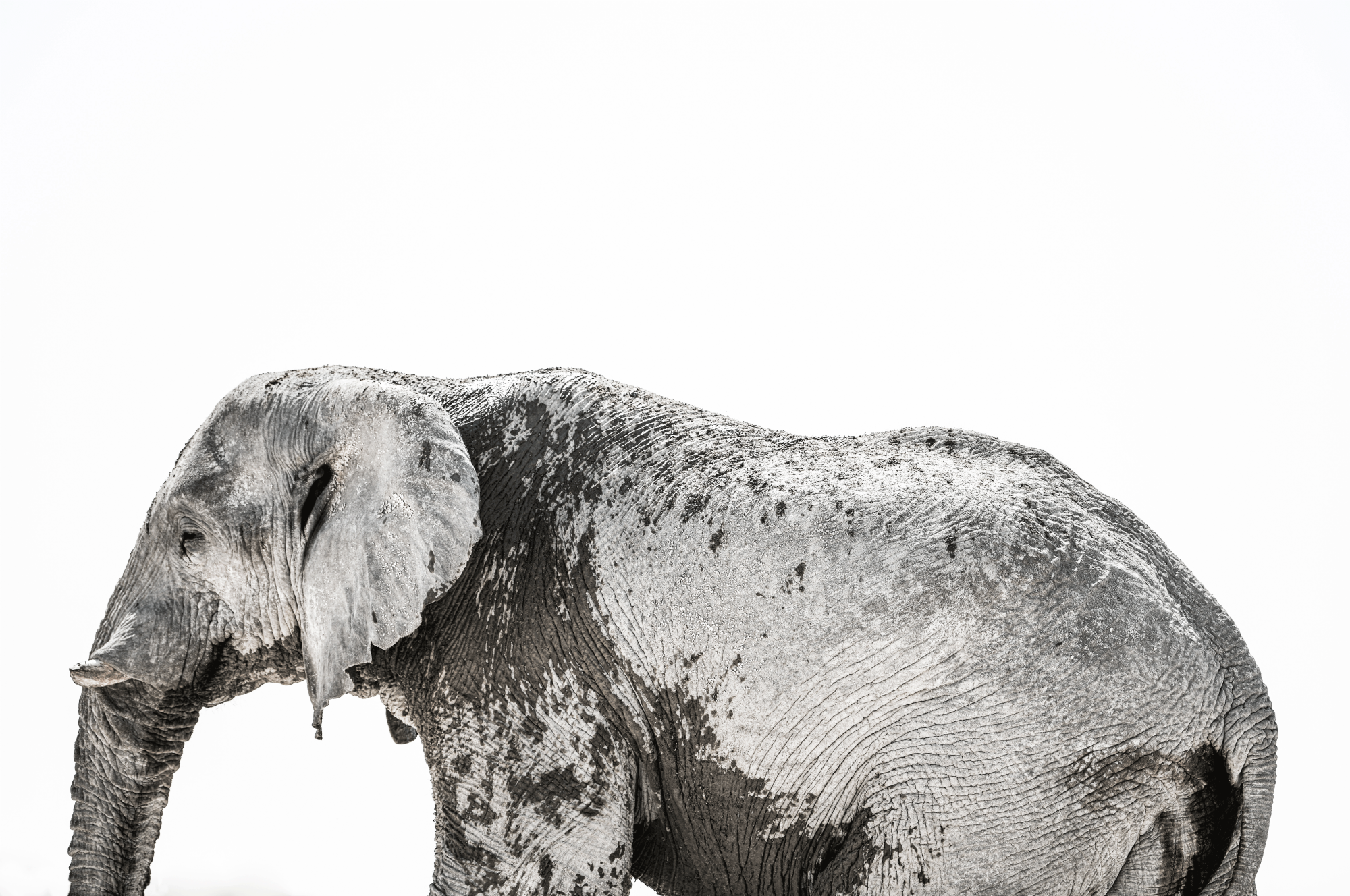 Elephant-V_2000x1328.png