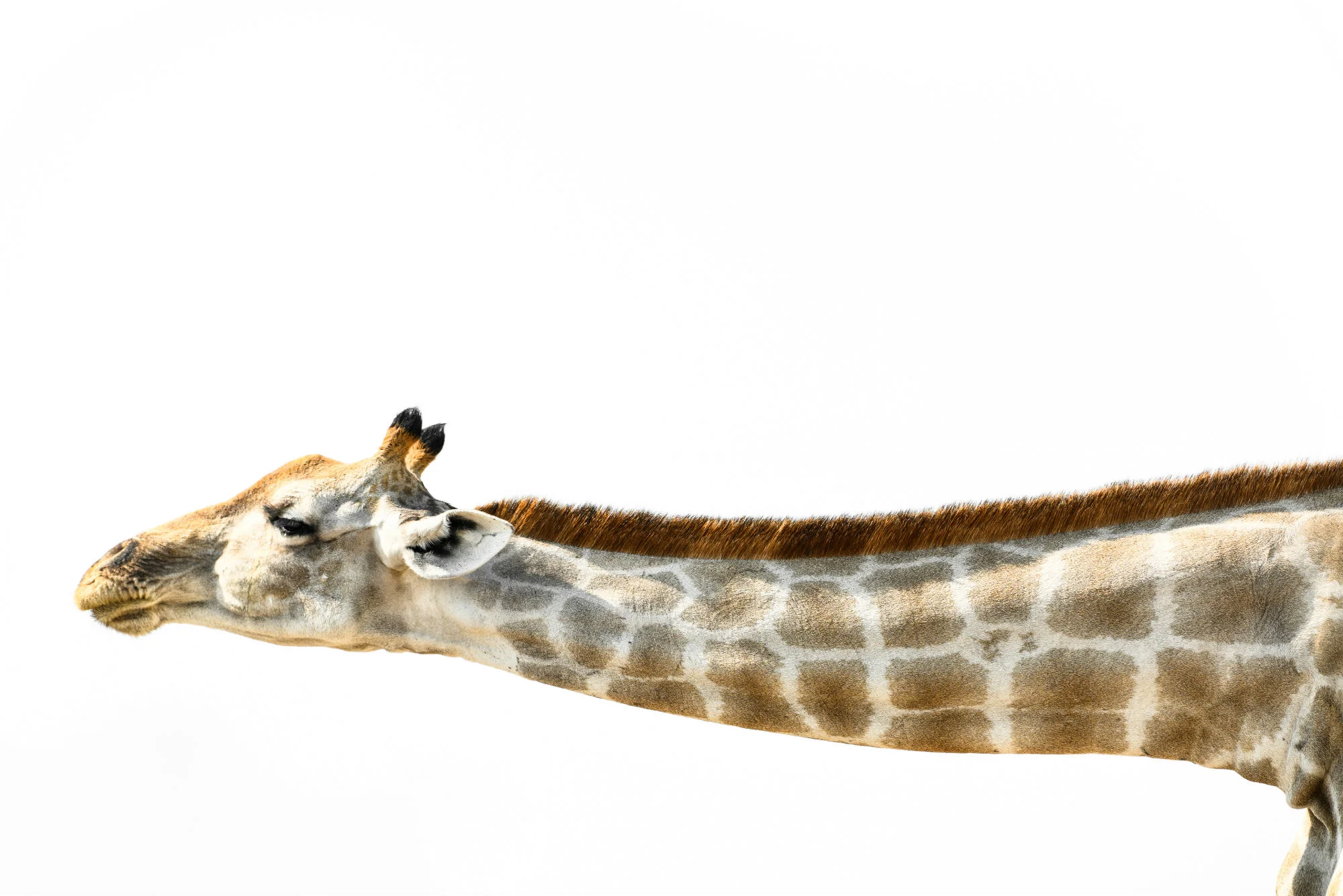 strech_2000x1334.jpg