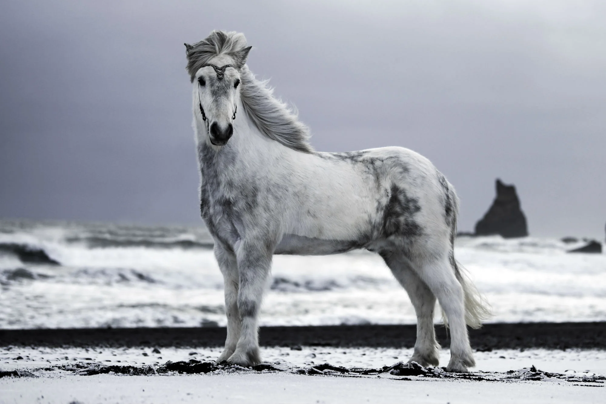 Pétur Gautur frá Strandarhöfði II_2000_thor.jpg