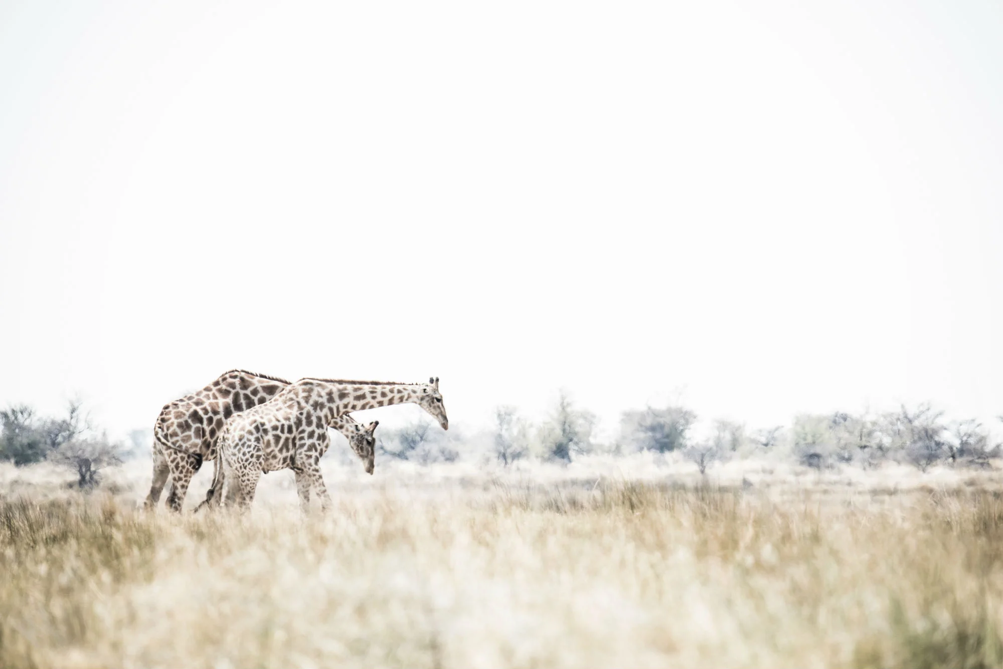 Africa III_2000x1335.jpg