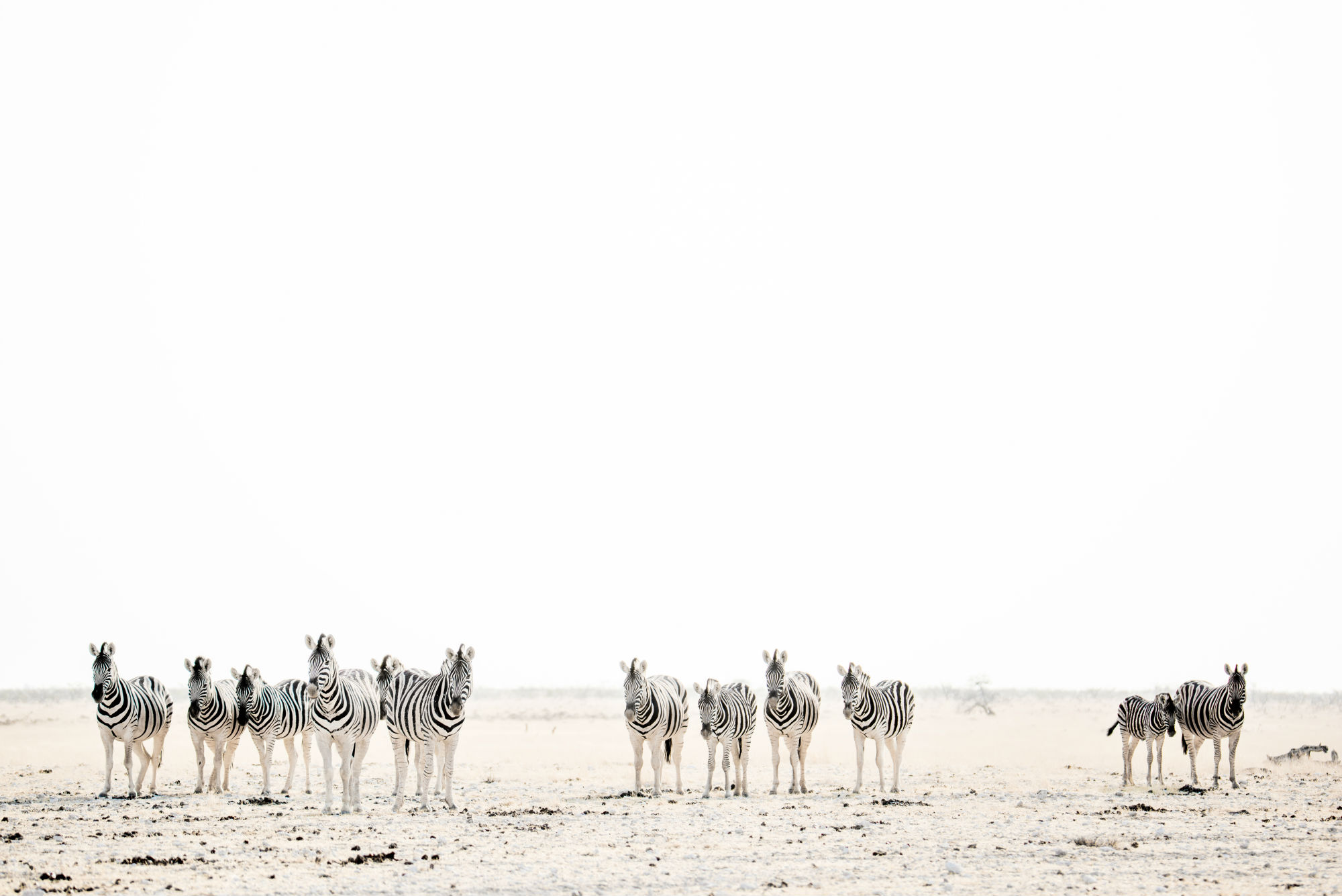 Zebras_2000x1335.jpg