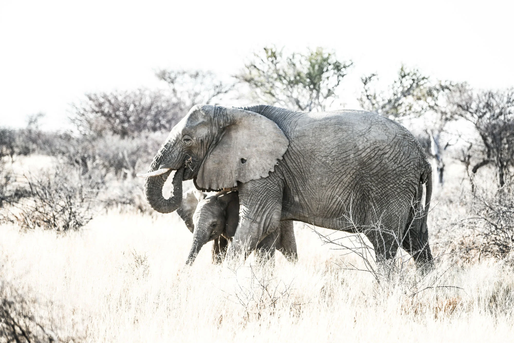 Elephants III_2000x1333.jpg