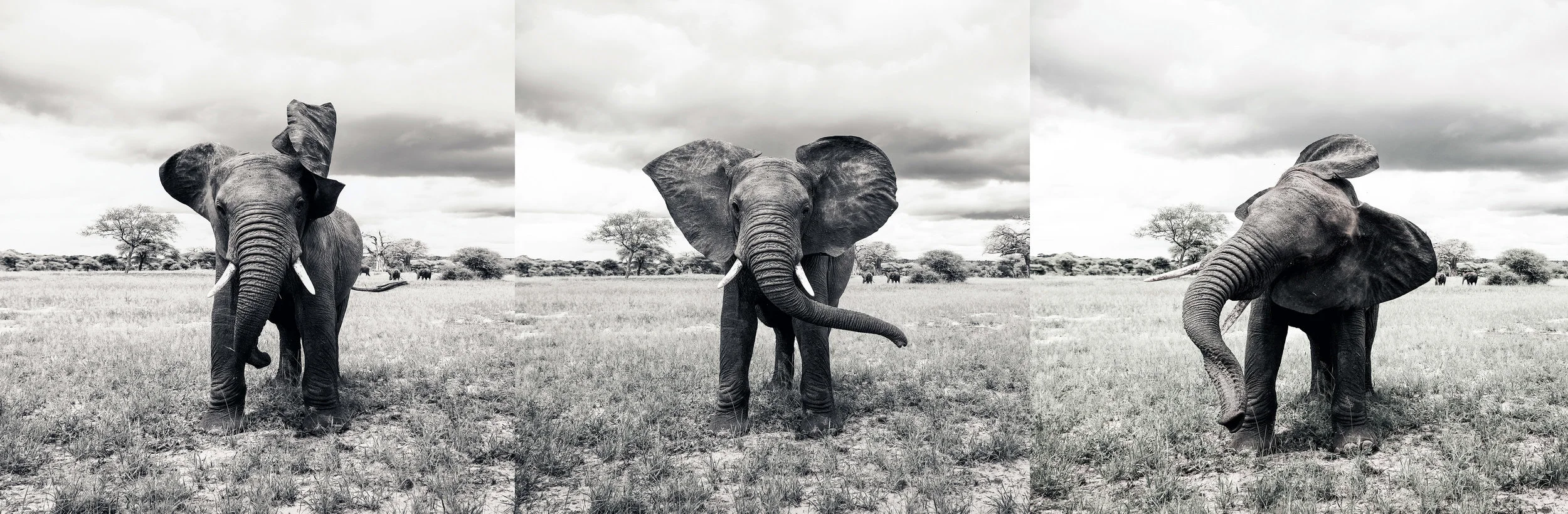 For the Elephants triptych 70X210%22.jpg