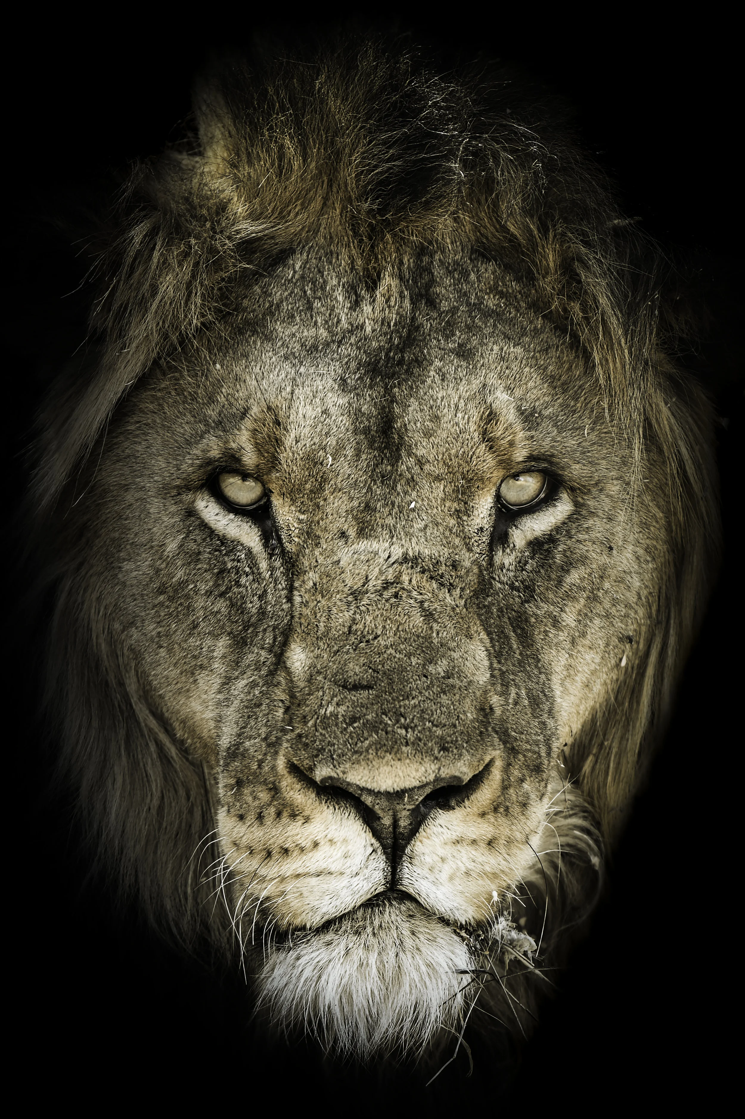 Lion .jpg