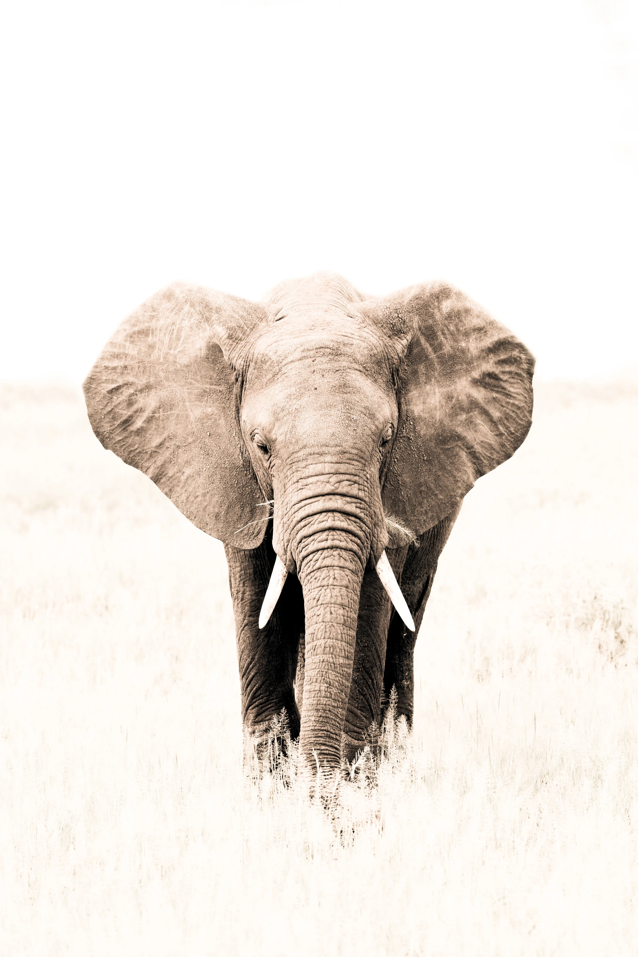 For the Elephants XXI.jpg