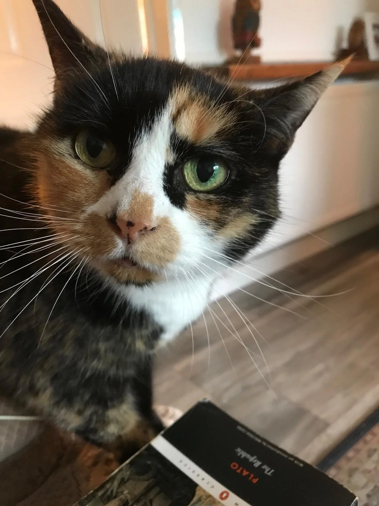 This was little Sophie. She had to be put down today. Very very sad. Was my mums cat (although having been looking after me mum for last few years we sort of assumed joint parentage). She was absolutely gorgeous. Everyone fell in love with her (even 