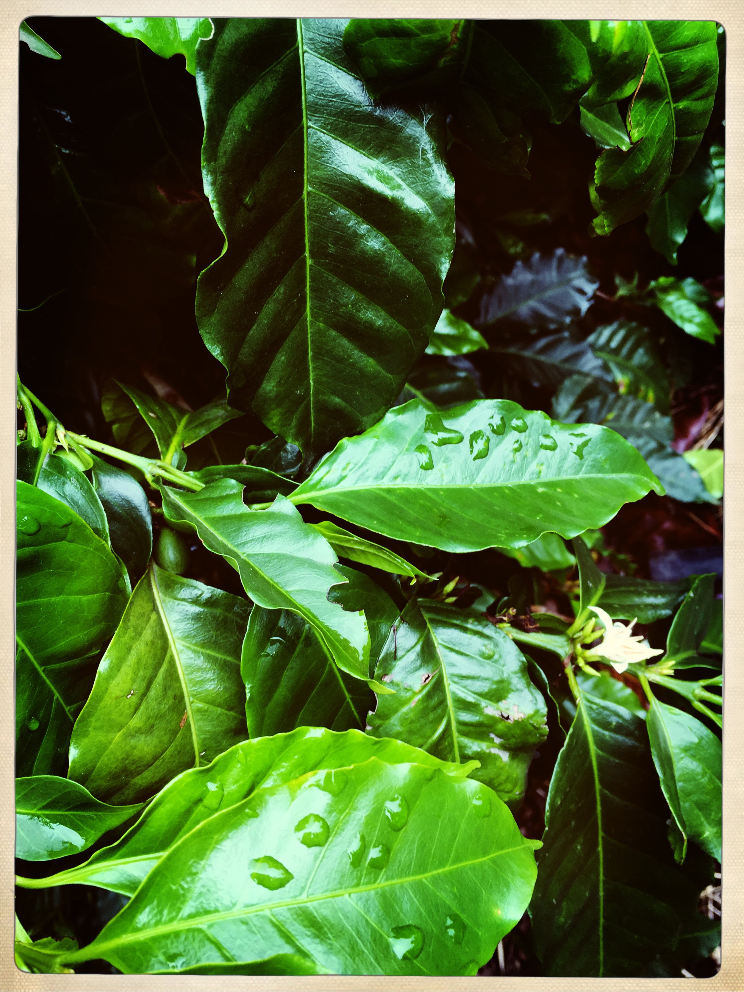 HipstamaticPhoto-528064880.408214.jpg