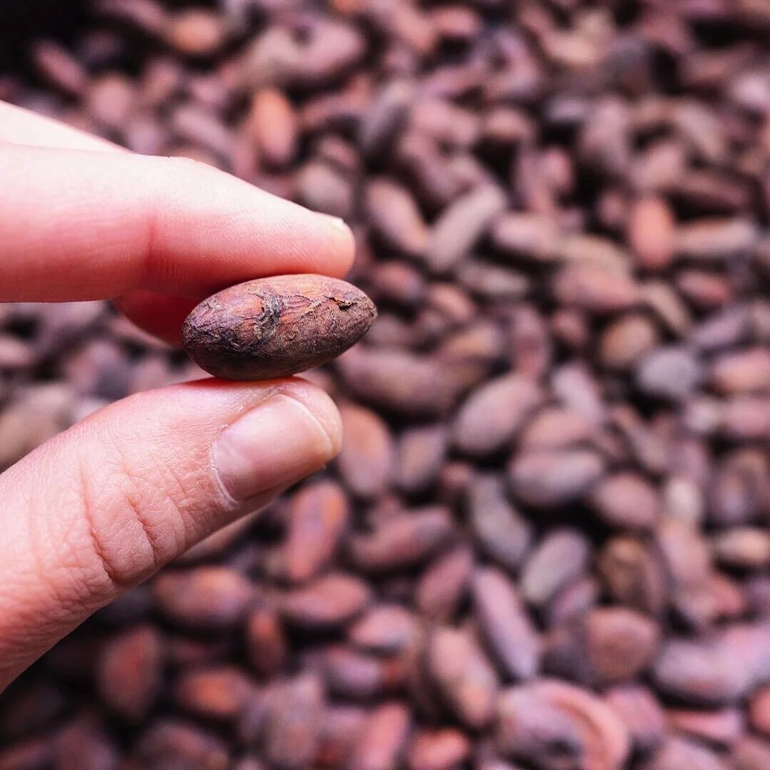 roasted cocoa beans