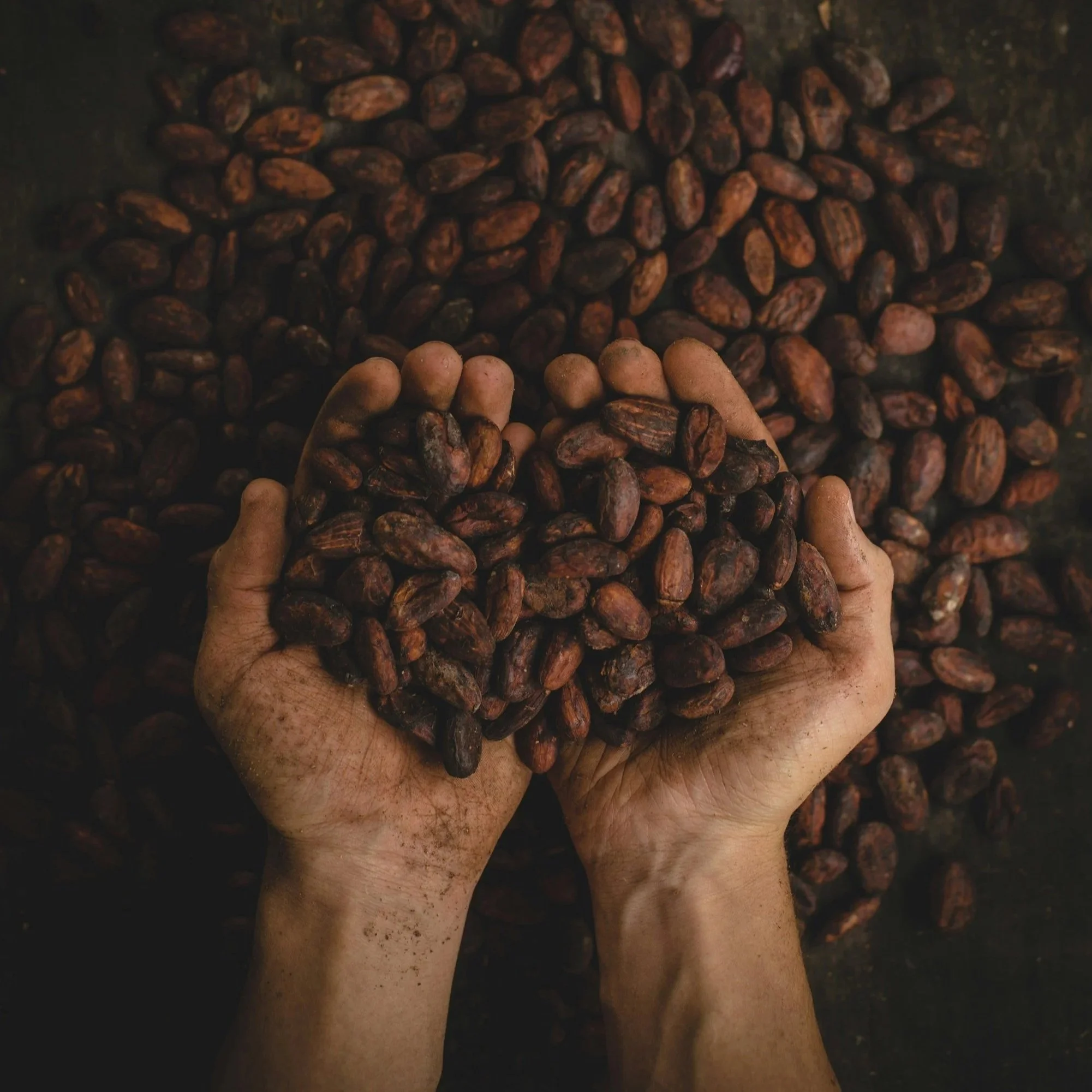 Chocolate Class: The Journey of Chocolate from Bean to Bar