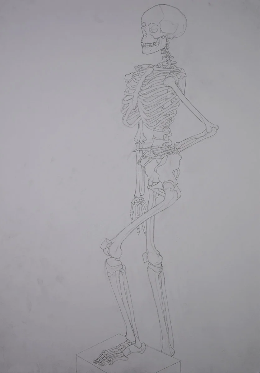 Anatomy Drawing, Skeleton