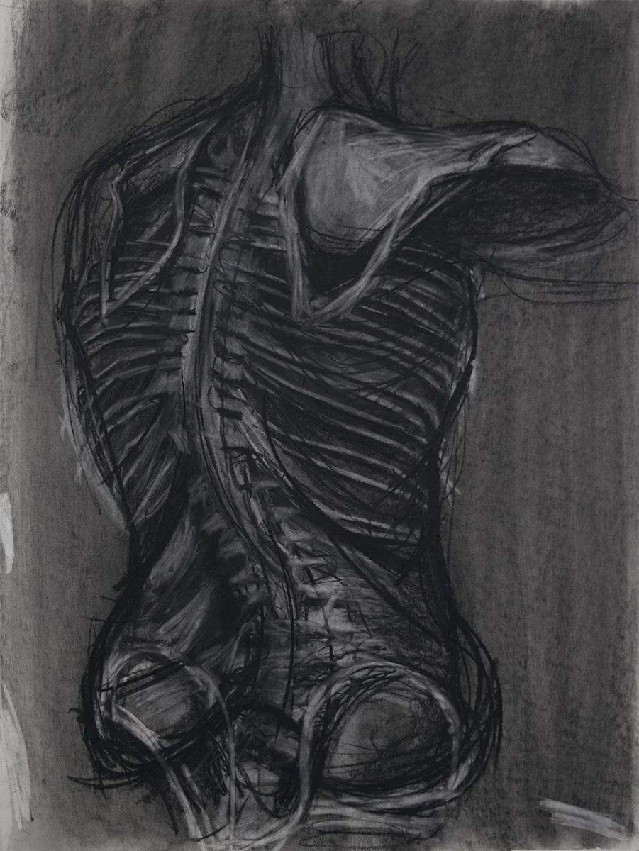 Anatomy Drawing, Skeleton